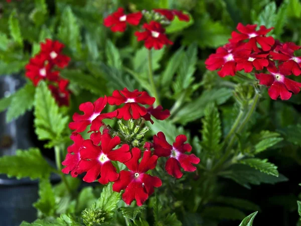 stock image Red verbena