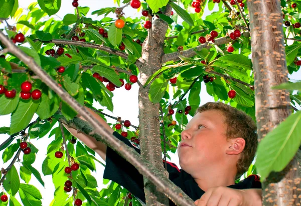 Een kind op een boom wint de kersen — Stockfoto