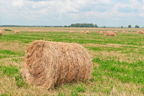 stock image The hay in the field