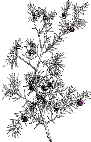 Ilustración de flores — Archivo Imágenes Vectoriales