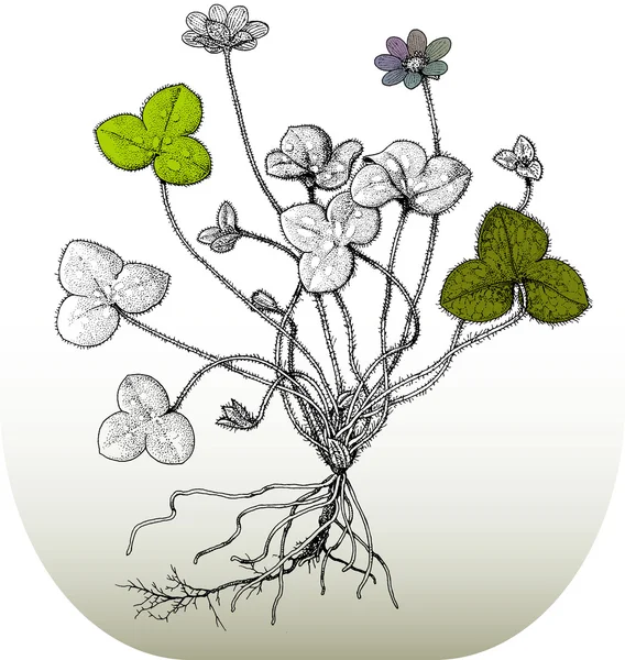 Ilustratie van bloemen — Stockvector