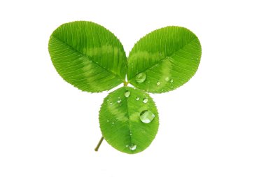 Green leaf clipart