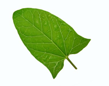 Green leaf clipart