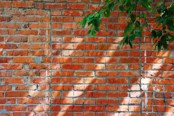 Brick wall with a green plant — Stock Photo, Image