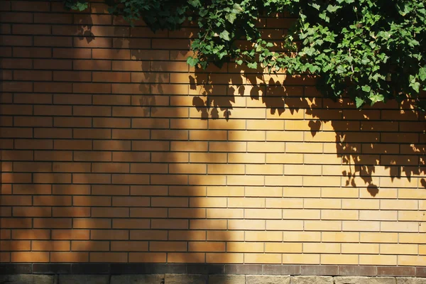 Bakstenen muur met een groene plant — Stockfoto