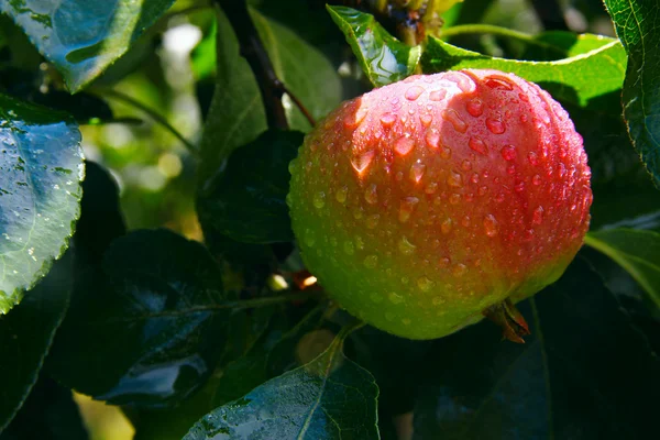 Juicy apple on a tree in the rain drops — Stock Photo, Image