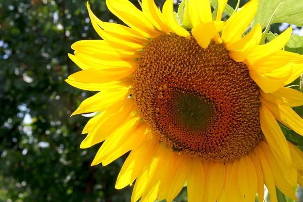 stock image Sunflower