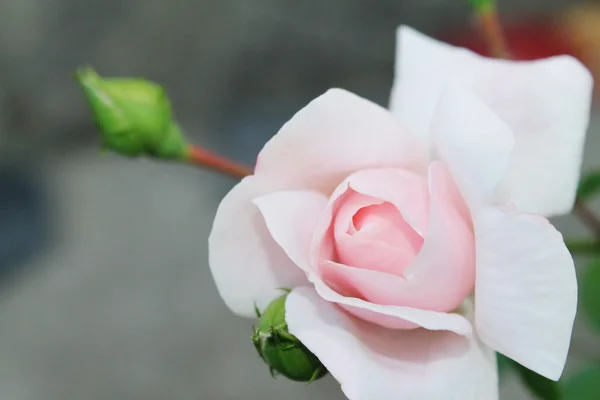 Pink rose — Stock Photo, Image