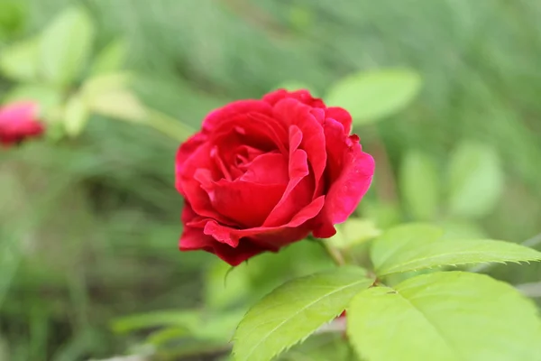 美丽的红玫瑰 图库照片