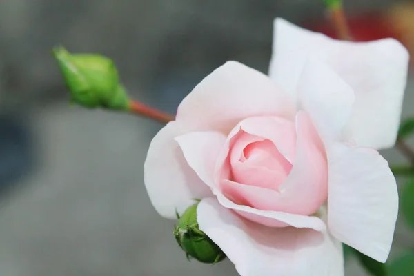 Ροζ τριαντάφυλλο Εικόνα Αρχείου