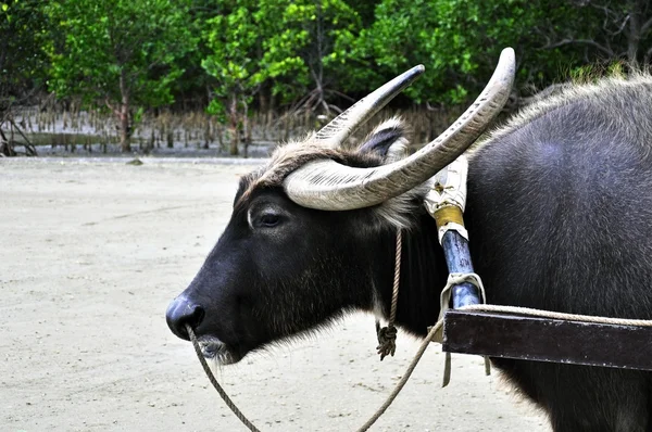 Aziatische water buffalo — Stockfoto