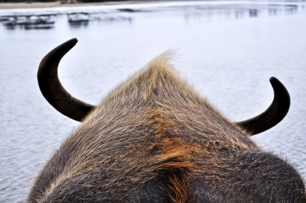 Pulled by the Water Buffalo — Stock Photo, Image