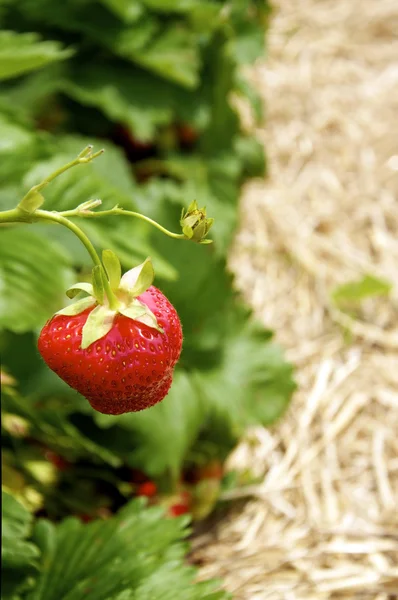 Erdbeere auf einem Feld — Stockfoto