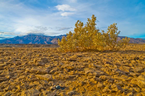 Flora do deserto — Fotografia de Stock