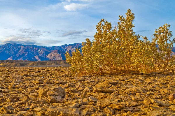 Flora do deserto — Fotografia de Stock