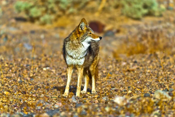 Wild Coyote — Stock fotografie