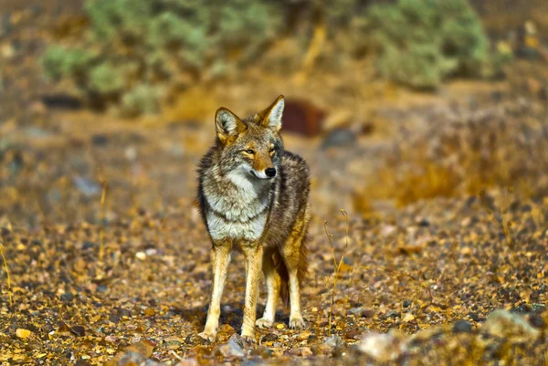 Wild Coyote — Stock fotografie