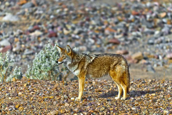 Wilder Kojote — Stockfoto