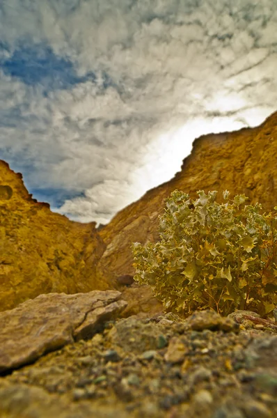 Flora del desierto —  Fotos de Stock