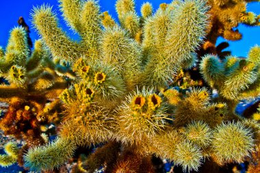 Cholla kaktüs garden