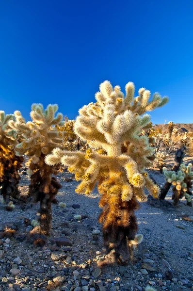Jardín de Cactus de Cholla —  Fotos de Stock