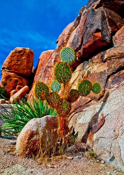 Kaktus roślina — Zdjęcie stockowe