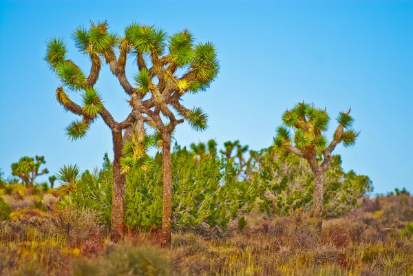 Joshua tree landskap — Stockfoto