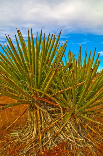 Planta de Yucca — Fotografia de Stock