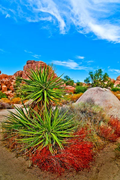 Rostlina Yucca — Stock fotografie