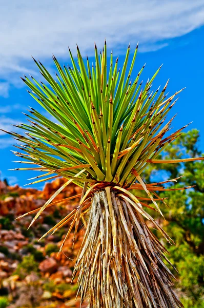 Planta de Yucca — Fotografia de Stock