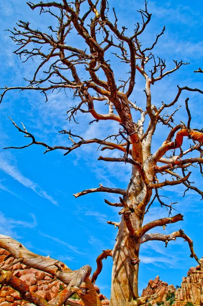 Trockener Baum — Stockfoto