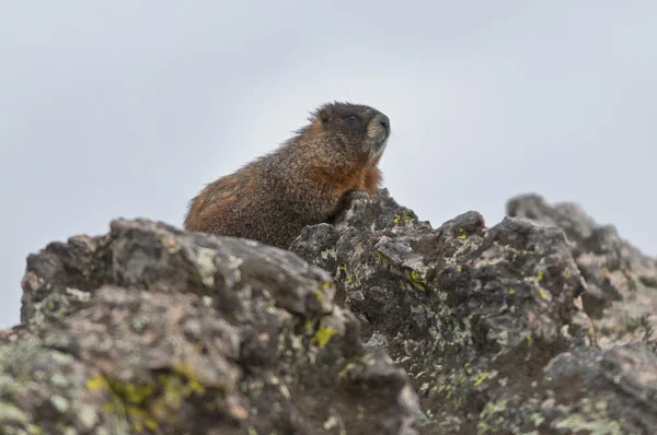 stock image Marmot