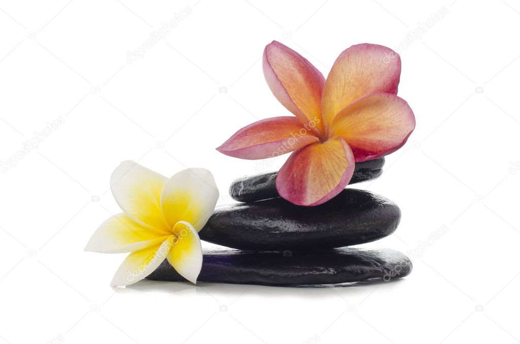 Frangipani flowers and black stones