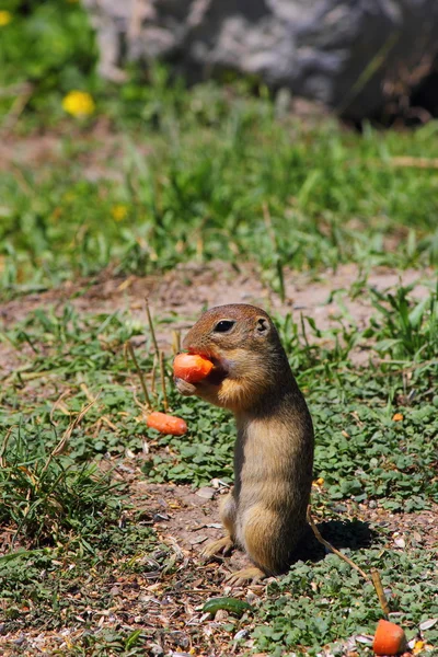 Egy mókus — Stock Fotó