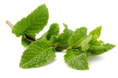 Mint leaves clipart