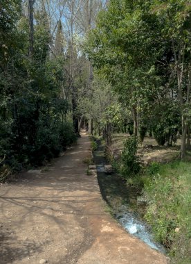 bitki örtüsü ile çevrili creek