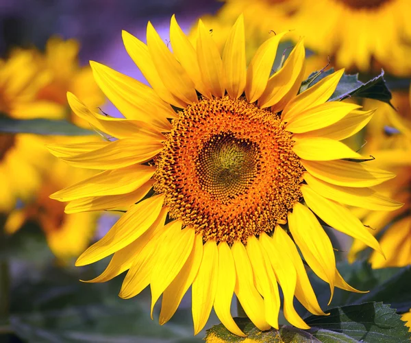 stock image Sunflowers