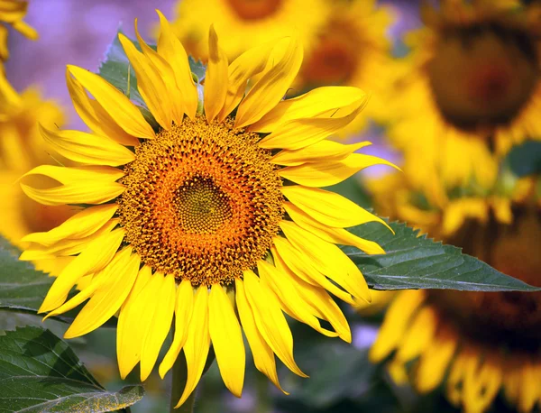 stock image Sunflowers