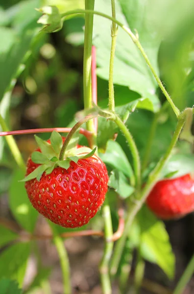 stock image Strawberries on the bush