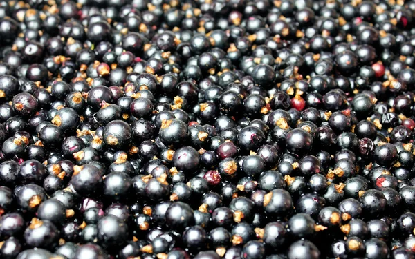 stock image Black currants