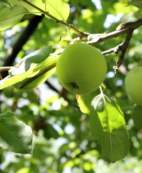 stock image Green apple on a branch