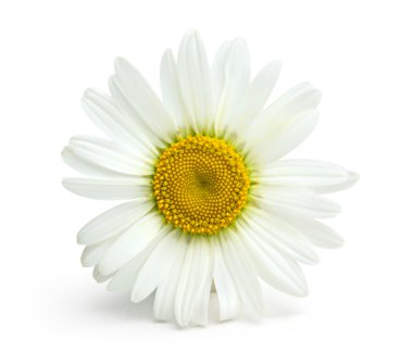 Kamille bloem op een witte achtergrond