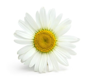 Chamomile flower on a white background clipart