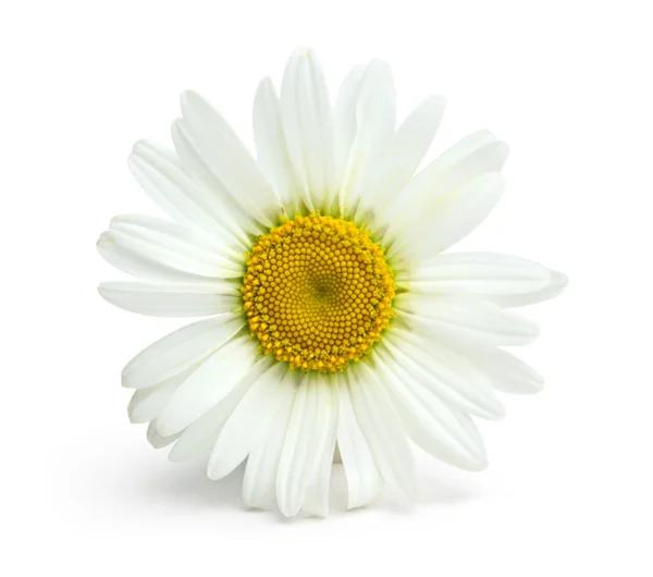 흰색 배경에 카모마일 꽃 — 스톡 사진