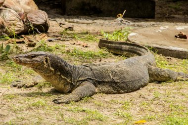 Su monitör (Varanus Salvator)