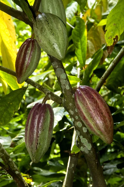 Kakaofrüchte Stockbild