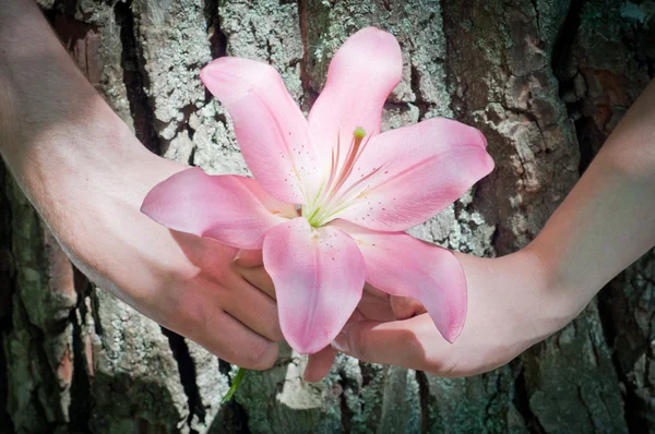 두 손을 잡고 하나의 꽃 — 스톡 사진