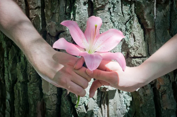 두 손을 잡고 하나의 꽃 — 스톡 사진