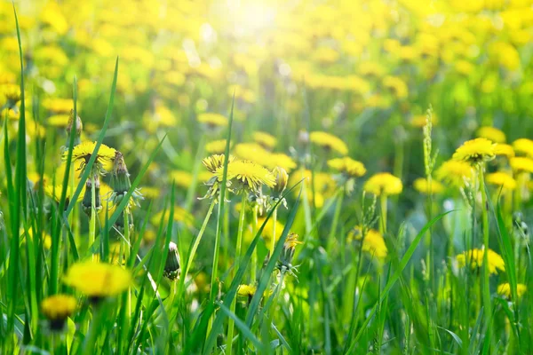 stock image Yellow dandelion flowers