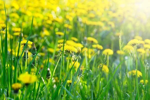 stock image Yellow dandelion flowers